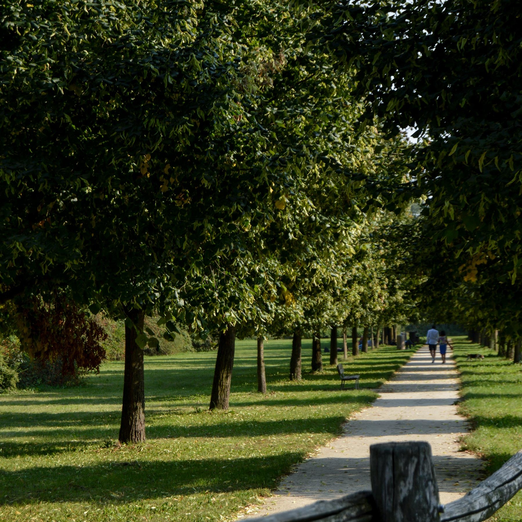 bosco viale