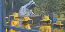 apinfesta bambini visita apiario