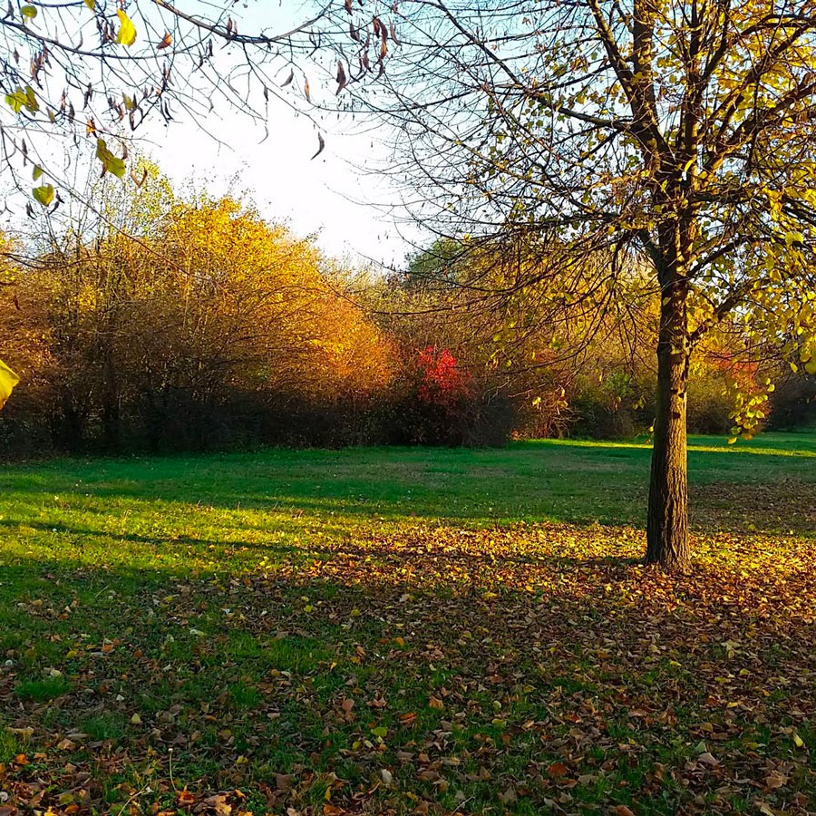 bosco autunno